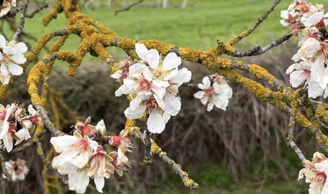 Tekirdağ’ın Hayrabolu ilçesinde şubat ayında mevsim normallerinin üzerinde seyreden hava
