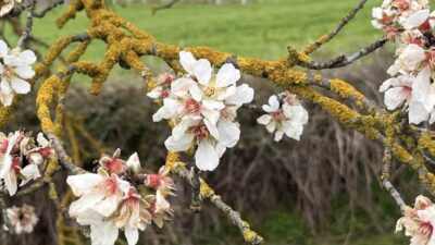 Tekirdağ’ın Hayrabolu ilçesinde şubat ayında mevsim normallerinin üzerinde seyreden hava