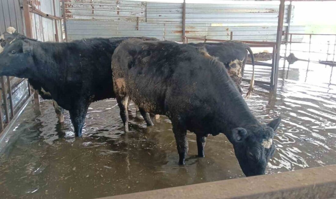 Aydın’ın Koçarlı ilçesinde etkili olan sağanak yağış sonrasında hayvan damları