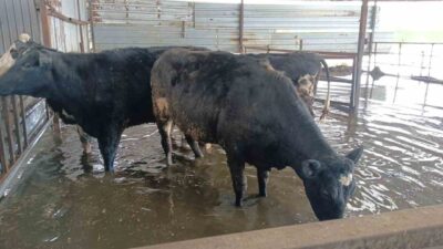 Aydın’ın Koçarlı ilçesinde etkili olan sağanak yağış sonrasında hayvan damları