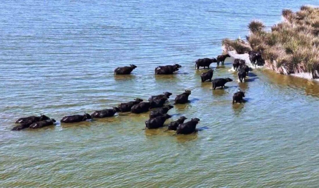 Samsun, 19 bin 495 manda varlığı ile Türkiye’de ilk sırada