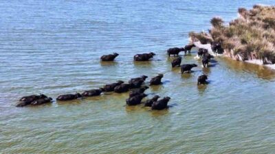 Samsun, 19 bin 495 manda varlığı ile Türkiye’de ilk sırada