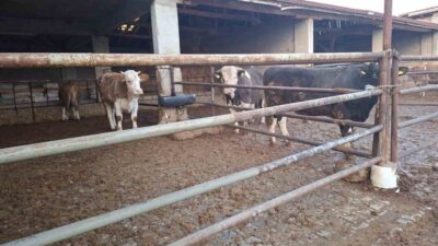 Kütahya’nın Hisarcık ilçesinde 2 Aralık 2025 tarihinde görülen şap hastalığı