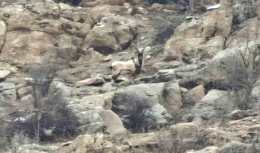 Bitlis’in Hizan ilçesinde dağlık arazide yiyecek arayan dağ keçileri köylüler