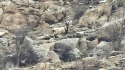 Bitlis’in Hizan ilçesinde dağlık arazide yiyecek arayan dağ keçileri köylüler