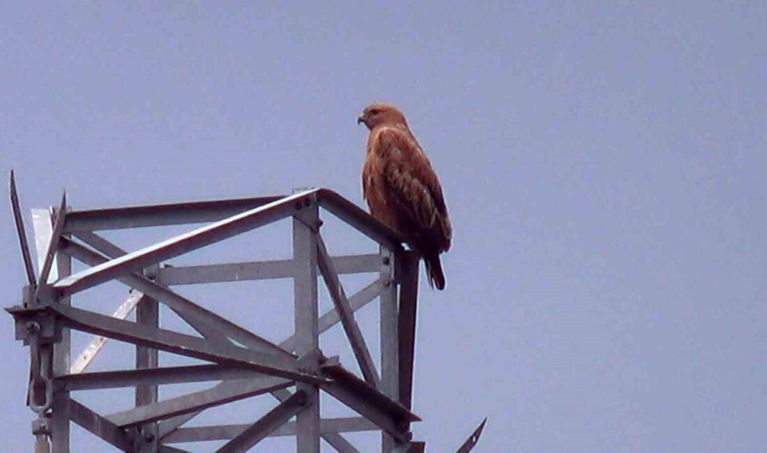 Iğdır’da etkili olan soğuk hava ve yoğun kar yağışı, yaban