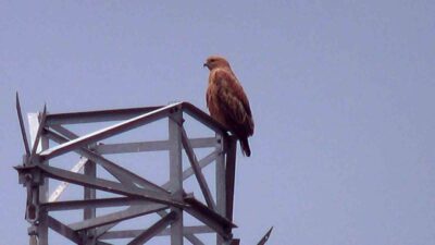 Iğdır’da etkili olan soğuk hava ve yoğun kar yağışı, yaban