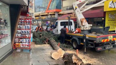 Isparta’da şiddetli rüzgar nedeniyle bir iş yerinin önündeki ağaç kökünden