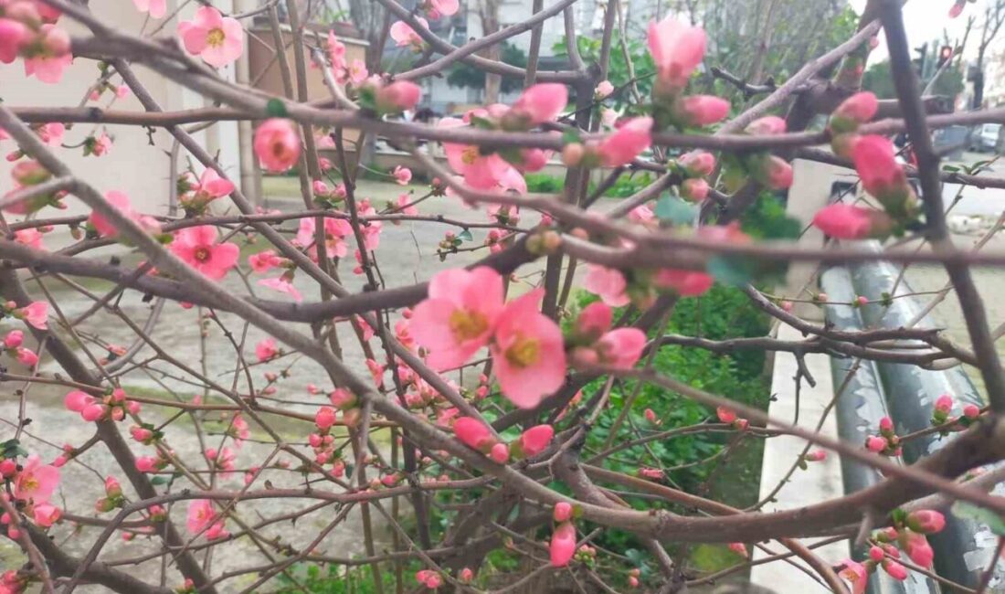 İzmir’in Ödemiş ilçesinde mevsim normallerinin üzerinde seyreden hava sıcaklığı nedeniyle