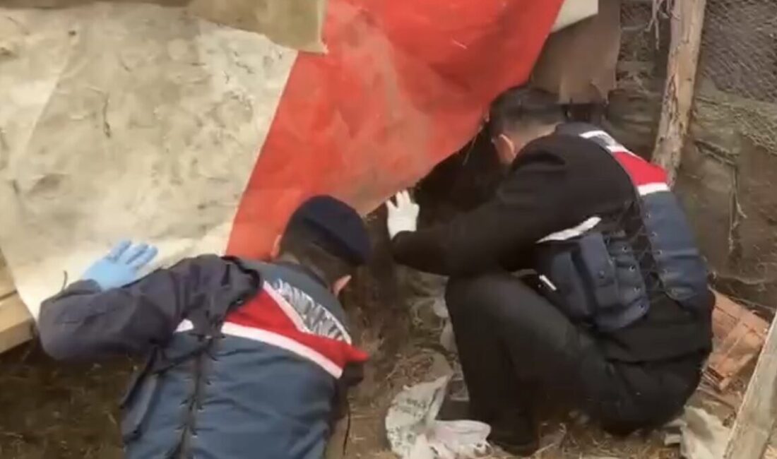 Samsun’un Çarşamba ilçesinde jandarma ekiplerince bir ikamete düzenlenen operasyonda kümeste