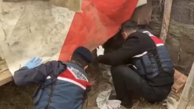 Samsun’un Çarşamba ilçesinde jandarma ekiplerince bir ikamete düzenlenen operasyonda kümeste