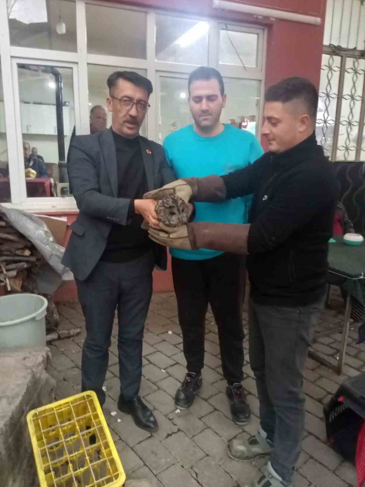 Aydın’ın Germencik ilçesinde bir kahvehanenin camına çarparak sersemleyen baykuş, mahalle