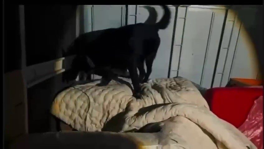 Hatay’da polis ekipleri tarafından durdurulan kamyonetin kasasında kutular içerisinde battaniyeyle