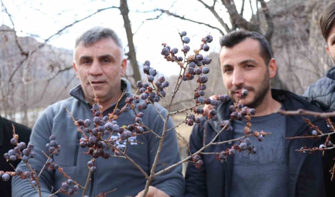 Erzurum’un Oltu ilçesine bağlı Ayvalı Mahallesi’nde, kış şartlarına rağmen dalından