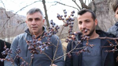 Erzurum’un Oltu ilçesine bağlı Ayvalı Mahallesi’nde, kış şartlarına rağmen dalından