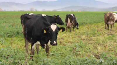 Aydın’ın Karacasu ilçesinde görülen şap hastalığı nedeniyle uygulanan kordon ve