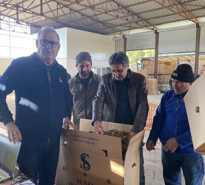 Aydın’da 35 bin dekarlık ekim alanı ile en çok tütün