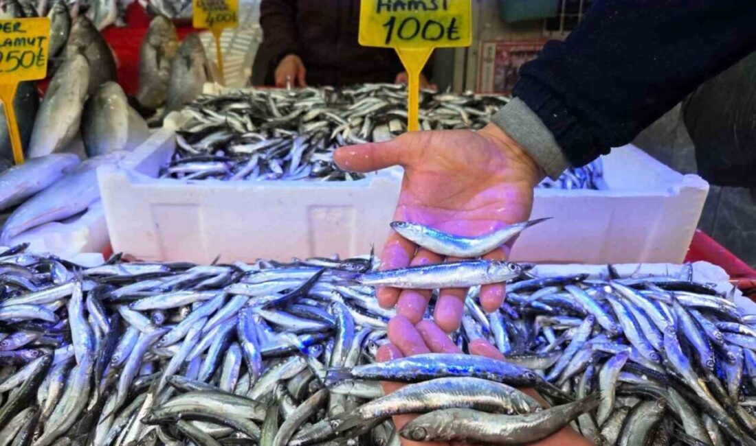 Karadeniz’de yaşanan hamsi bolluğu hem balıkçının hem vatandaşın yüzünü güldürdü.