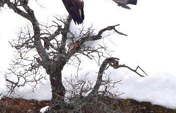 Tunceli’de bir karganın, bir kartalla oyun oynar gibi sergilediği sıra
