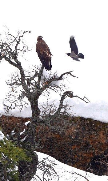 Tunceli’de bir karganın, bir kartalla oyun oynar gibi sergilediği sıra