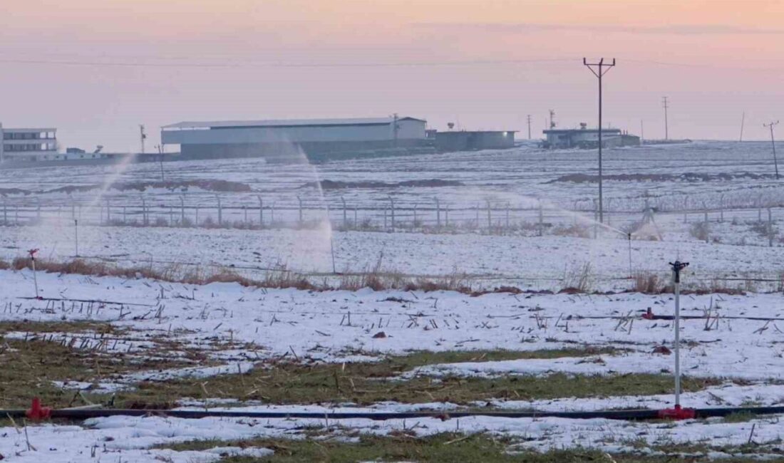 Şanlıurfa’da günlerdir etkili olan yağışın ardından karla kaplanan tarım arazilerine