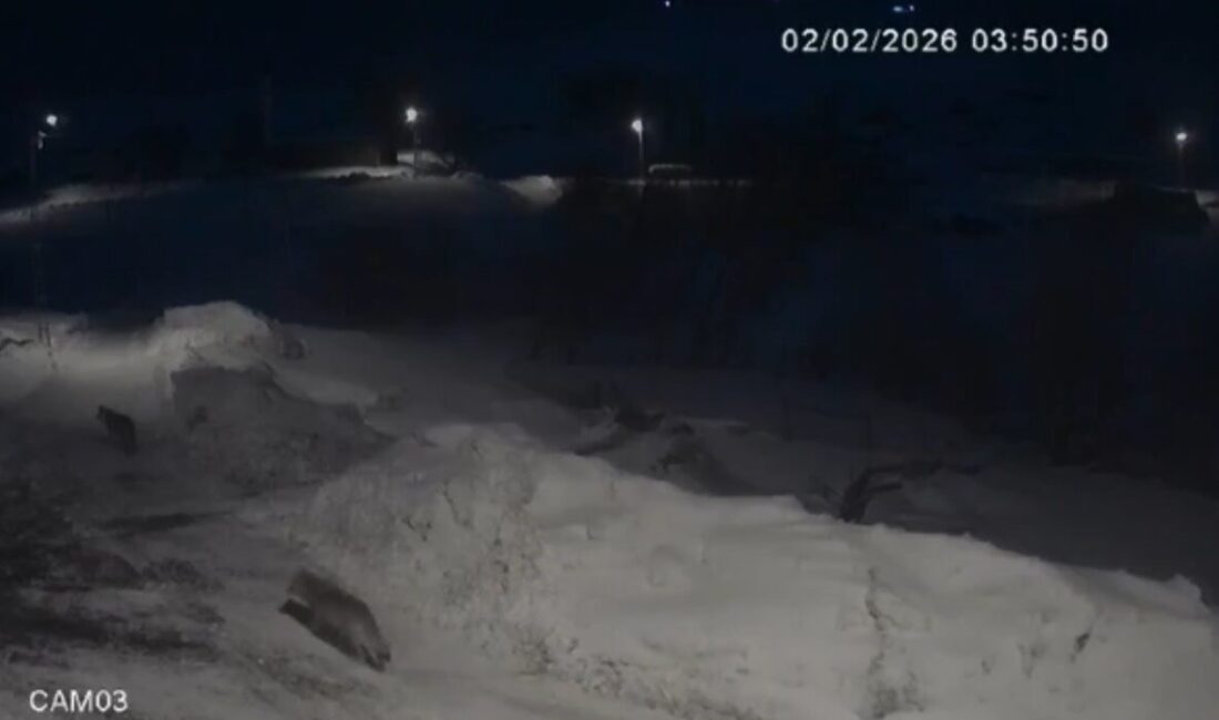 Kars ‘ta avlanmakta güçlük çeken kurtlar, çareyi köylerin içine kadar