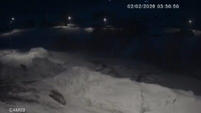 Kars ‘ta avlanmakta güçlük çeken kurtlar, çareyi köylerin içine kadar