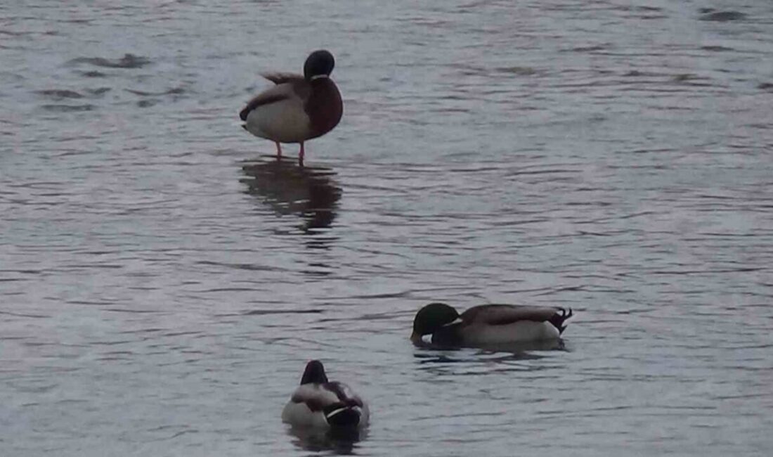 Kars’ta dondurucu soğuklar ve yoğun kar yağışı yaban hayatını olumsuz
