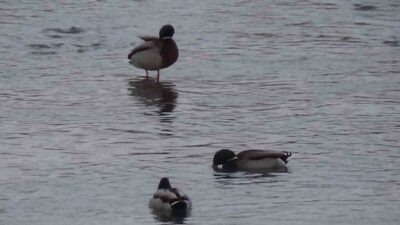 Kars’ta dondurucu soğuklar ve yoğun kar yağışı yaban hayatını olumsuz
