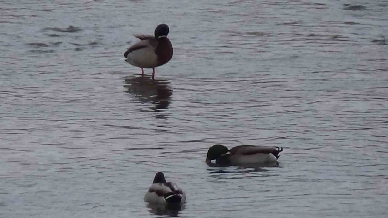 Kars’ta dondurucu soğuklar ve yoğun kar yağışı yaban hayatını olumsuz