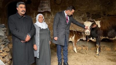 Mardin’in Midyat İlçe Kaymakamı Mehmet Kaya, Çavuşlu Mahallesi’nde geçimini hayvancılıkla