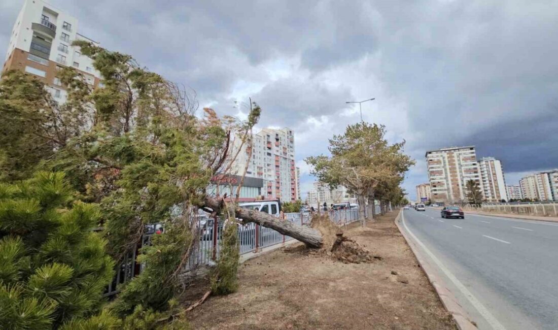 Kayseri’de etkili olan şiddetli rüzgar, refüjde bulunan bir ağacı kökünden