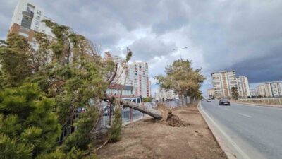 Kayseri’de etkili olan şiddetli rüzgar, refüjde bulunan bir ağacı kökünden