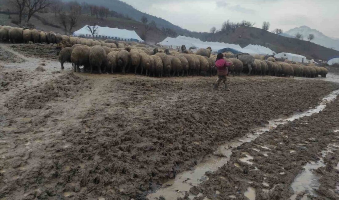 Batman’ın Sason ilçesinde göçer bir ailenin küçük kızı, yeni doğan