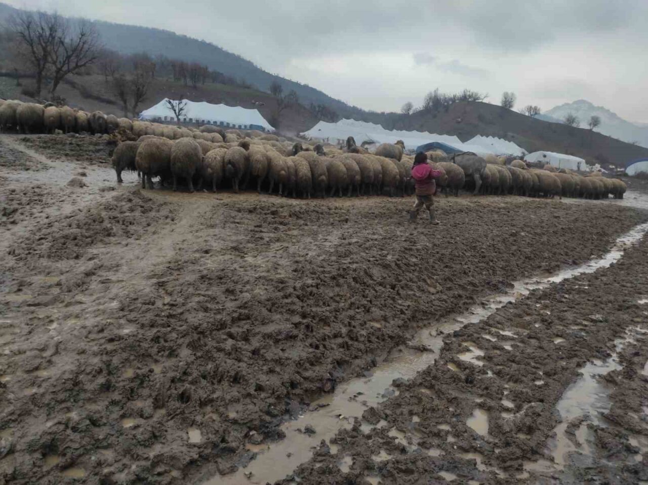 Batman’ın Sason ilçesinde göçer bir ailenin küçük kızı, yeni doğan