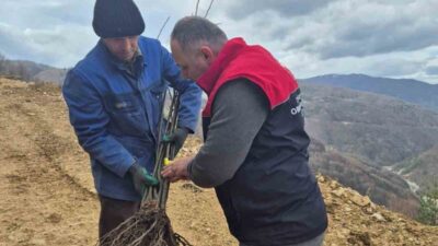 DÜZCE(İHA) – Düzce’de geçtiğimiz aylarda dağıtımı gerçekleştirilen kestane fidanları tek