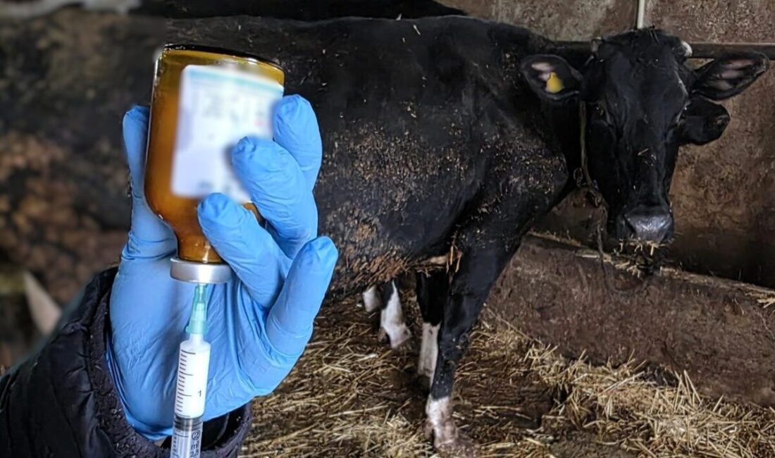 Kırklareli’nde şap hastalığına karşı büyükbaş hayvanlara yönelik aşılama çalışmaları devam