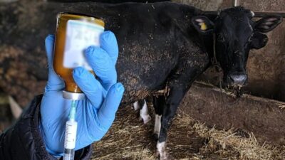 Kırklareli’nde şap hastalığına karşı büyükbaş hayvanlara yönelik aşılama çalışmaları devam