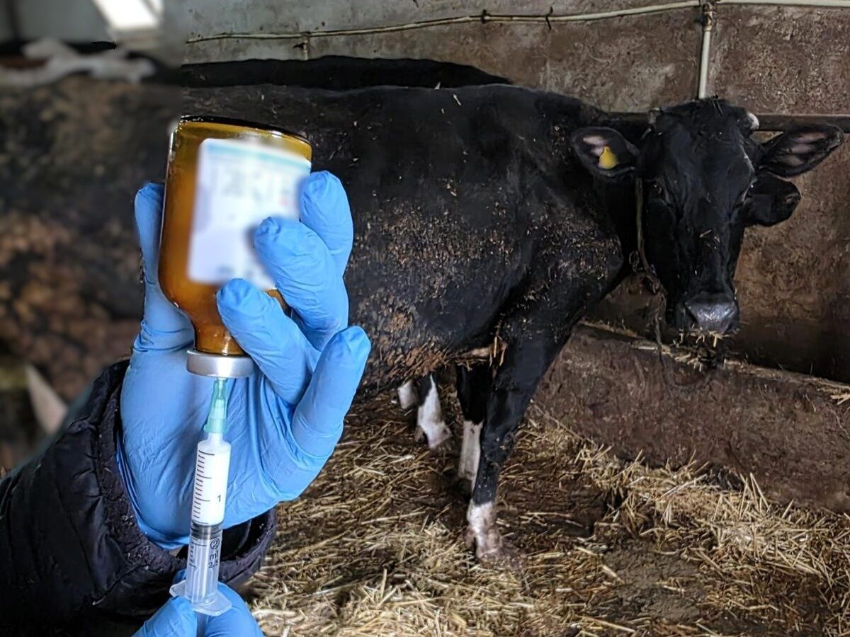 Kırklareli’nde şap hastalığına karşı büyükbaş hayvanlara yönelik aşılama çalışmaları devam