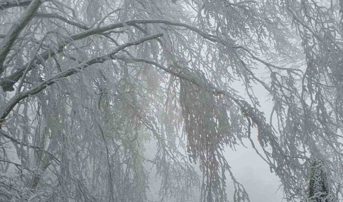 Kırklareli’nin yüksek kesimlerinde etkili olan kar yağışı sonrası Istranca Ormanları