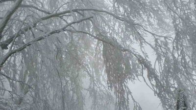 Kırklareli’nin yüksek kesimlerinde etkili olan kar yağışı sonrası Istranca Ormanları