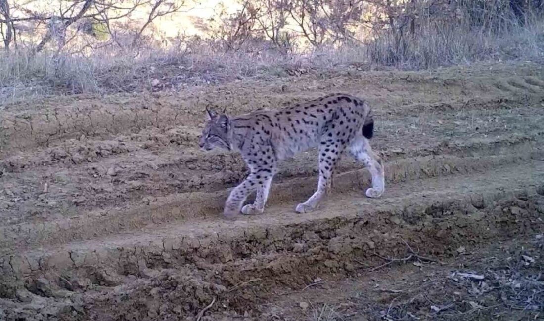 Kırıkkale’de kurulan fotokapanlara yansıyan yaban hayvanları, bölgedeki biyolojik çeşitliliği gözler