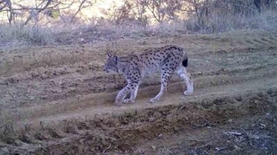 Kırıkkale’de kurulan fotokapanlara yansıyan yaban hayvanları, bölgedeki biyolojik çeşitliliği gözler