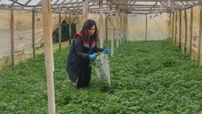 Samsun Çarşamba İlçe Tarım ve Orman Müdürlüğü personelleri, sahada hasat