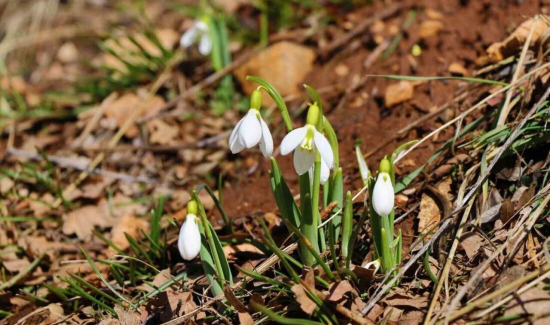 Konya’nın yüksek kesimlerinde havaların ısınmasıyla birlikte kardelenler çiçek açtı. Endemik