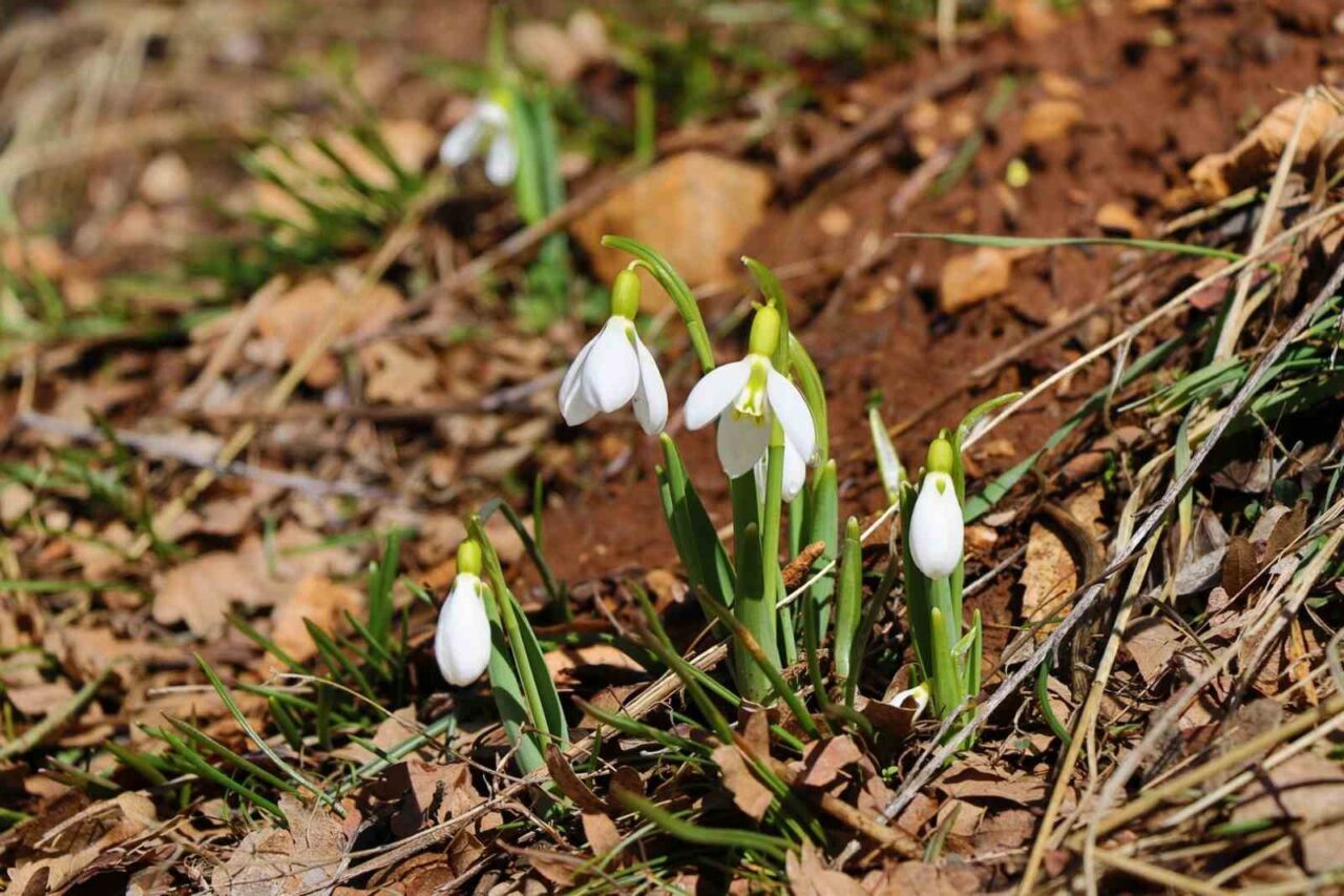 Konya’nın yüksek kesimlerinde havaların ısınmasıyla birlikte kardelenler çiçek açtı. Endemik