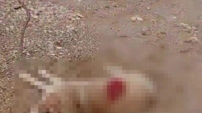 Antalya’nın Manavgat ilçesinde bir köpeği av tüfeğiyle ateş ederek öldüren