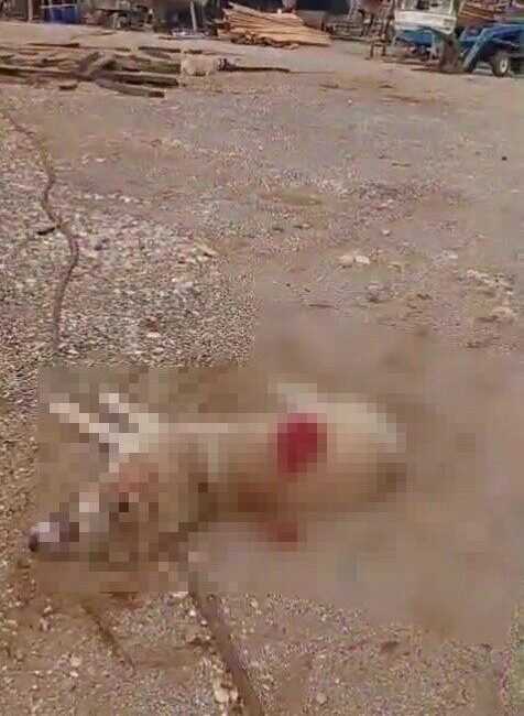 Antalya’nın Manavgat ilçesinde bir köpeği av tüfeğiyle ateş ederek öldüren