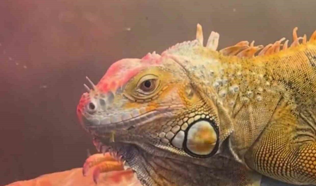 Samsun’un İlkadım ilçesinde bir iş yerinde gerçekleştirilen denetimde, CITES Sözleşmesi