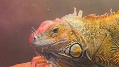 Samsun’un İlkadım ilçesinde bir iş yerinde gerçekleştirilen denetimde, CITES Sözleşmesi